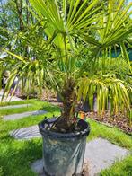 palmboom winterhard - trachycarpus fortunei - eigen kweek 4, Tuin en Terras, Planten | Bomen, In pot, Ophalen, Palmboom, 100 tot 250 cm