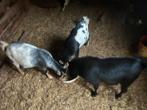 Geiten te koop, Dieren en Toebehoren, Schapen, Geiten en Varkens, Geit