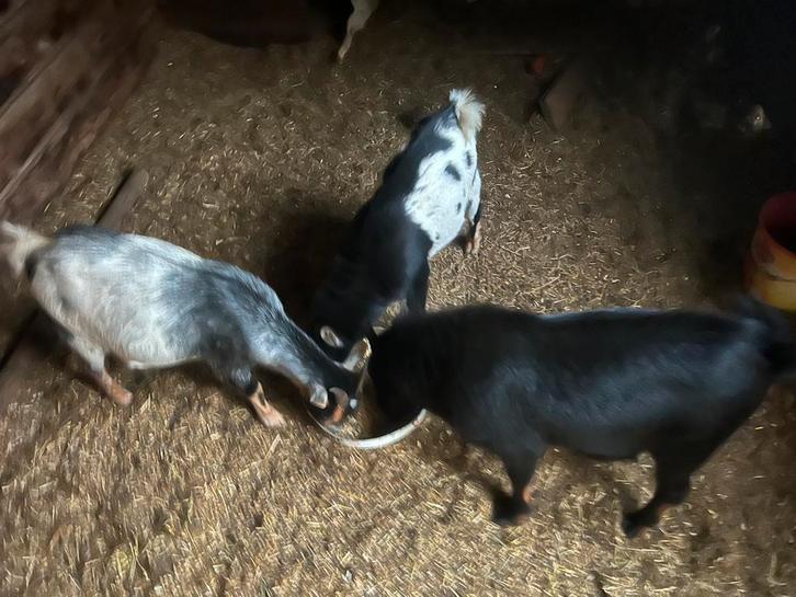 Geiten te koop, Dieren en Toebehoren, Schapen, Geiten en Varkens, Geit