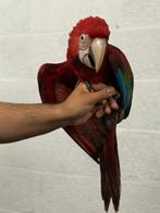 Grenvleugel ara 4 maanden, Dieren en Toebehoren