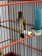 Bulle bulle des jardin a vendre 200 €, Animaux & Accessoires, Oiseaux | Oiseaux Autre