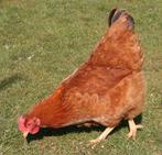 Kippen Isa Brown jonge hennen beschikbaar, Dieren en Toebehoren, Pluimvee, Vrouwelijk, Kip