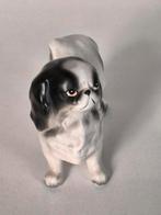 Japanese Spaniel, Ophalen of Verzenden