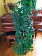 Scheffleras, Huis en Inrichting, Kamerplanten, Overige soorten, 150 tot 200 cm, Halfschaduw, In pot