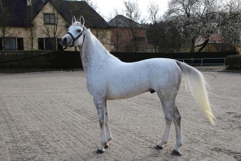 TER DEKKING sportarabier 1m59 groot, arabische dekhengst, Dieren en Toebehoren, Paarden en Pony's | Dekhengsten en Fokmerries