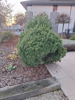 Hulst struik, Ophalen, Hulst, Struik