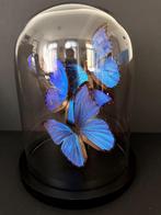 Splendide Envol de 3 Papillons Exotiques Morpho Didius Globe, Insecte, Animal empaillé, Enlèvement ou Envoi, Neuf