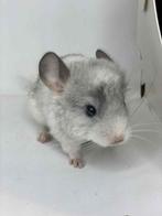 Chinchilla’s wit-violet, Chinchilla, Juli, Vrouwelijk, Tam