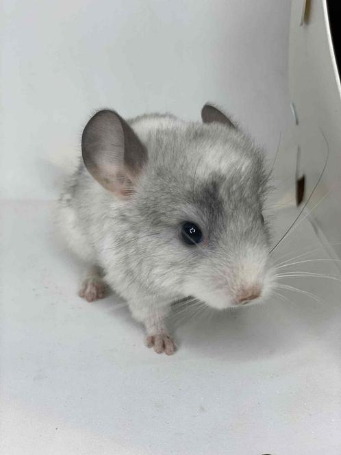 Chinchilla’s wit-violet, Dieren en Toebehoren, Knaagdieren, Vrouwelijk, Chinchilla, Juli, Tam