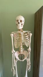Anatomie skelet levensgroot op wieltjes 180cm, Diversen, Schoolbenodigdheden, Ophalen, Zo goed als nieuw