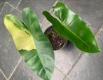 Philodendron Burle Marx variegata, Enlèvement ou Envoi