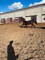 Friese hengst, Dieren en Toebehoren, Dressuurpaard, Hengst, 3 tot 6 jaar, Gechipt