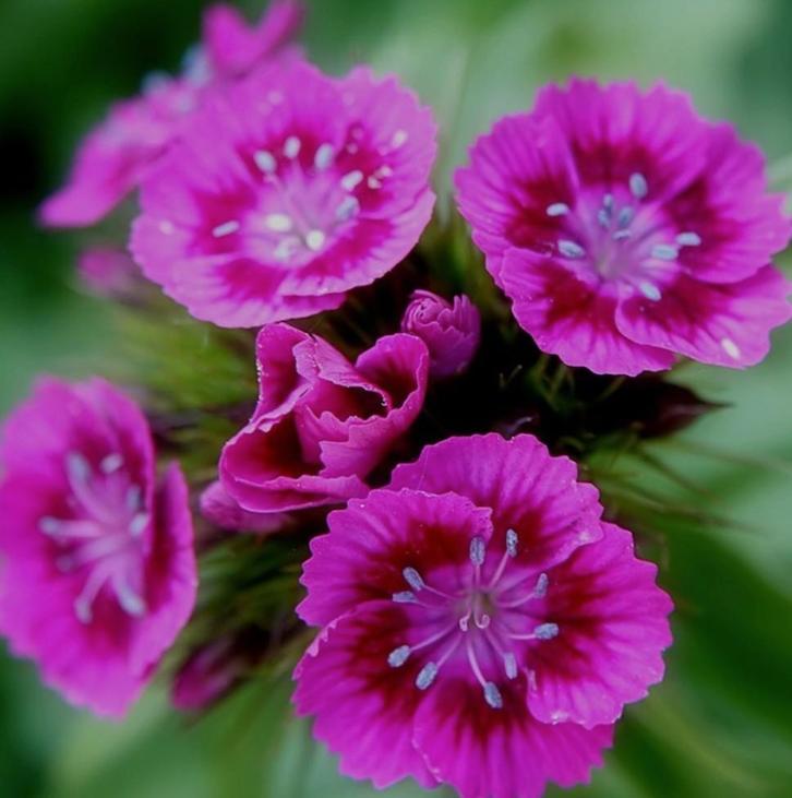 Biologische Duizendschoon Donker Roze Zaden, Tuin en Terras, Bloembollen en Zaden, Ophalen of Verzenden