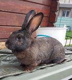Volwassen rammelaars konijnen, Dieren en Toebehoren, Konijnen, Mannelijk, Middelgroot, 0 tot 2 jaar