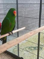 Perroquet rouge Kweekman + 10 kg de granulés Nutribird, Mâle, Perroquet, Bagué