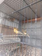 Kanaries, Dieren en Toebehoren