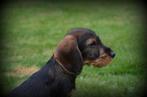 ruwharige Teckel pups, Dieren en Toebehoren, België, CDV (hondenziekte), 8 tot 15 weken, Meerdere