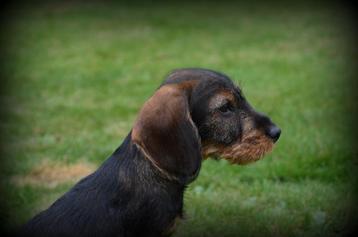 ruwharige Teckel pups beschikbaar voor biedingen
