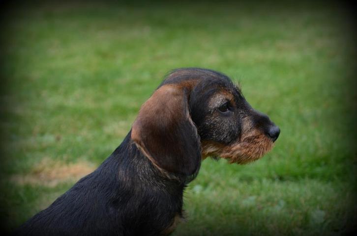 ruwharige Teckel pups, Dieren en Toebehoren, Honden | Teckels en Dashonden, Meerdere dieren, Ruwhaar, Fokker | Professioneel, Meerdere