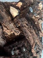 Armadillidium maculatum “zebra”, Overige soorten