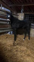 laatste hengst veulen van bayard van ‘t klavertje, Animaux & Accessoires, Chevaux, Étalon