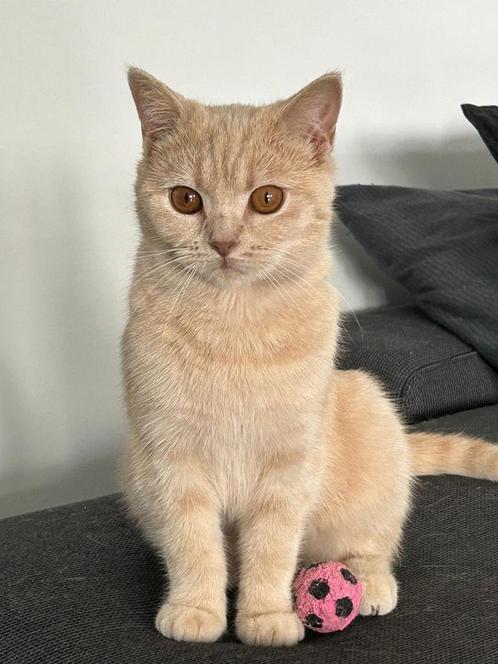 Brits korthaar poes ️, Dieren en Toebehoren, Katten en Kittens | Raskatten | Korthaar, Poes, 0 tot 2 jaar, Met stamboom, Gechipt