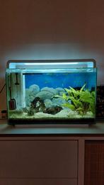 Aquarium 60l met vissenbestand, planten en toebehoren, Ophalen, Gebruikt, Gevuld zoetwateraquarium