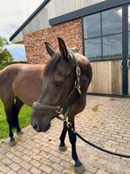 3-jarige merrie te koop, Dieren en Toebehoren, Paarden, Merrie, Springpaard, Minder dan 160 cm, Gechipt