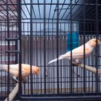 Koppel licht oranje kanaries 2025