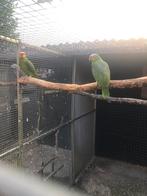 Geelwangamazone, Dieren en Toebehoren, Vogels | Parkieten en Papegaaien, Meerdere dieren, Papegaai, Geringd