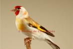 Recherche femelle chardonneret major