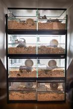 Hamsterflat Kopen – 8 Gerbilariums in Eén Stelling, Minder dan 60 cm, Ophalen of Verzenden, Hok, Hamster