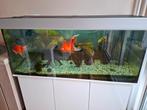 Aquarium met 2 sluierstaarten zoetwater 250 liter, Dieren en Toebehoren, Ophalen, Zo goed als nieuw