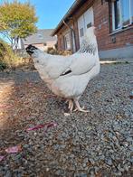 Sussex en legkip hen, Dieren en Toebehoren, Pluimvee