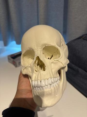 Anatomisch correcte schedel beschikbaar voor biedingen