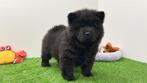Chow Chow pups, België, Overige rassen, 8 tot 15 weken, CDV (hondenziekte)
