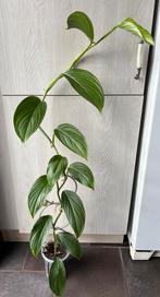 Monstera EC7, Ophalen of Verzenden