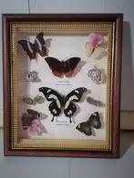 Taxidermy, Verzamelen, Verzenden, Nieuw, Insect, Opgezet dier