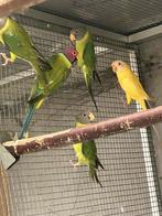 Pruimkoppen, Dieren en Toebehoren