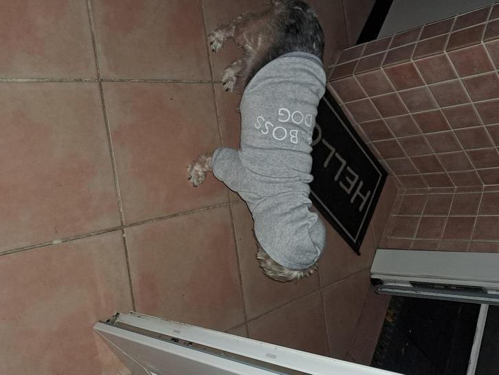 Manteau 42 cm pour chien, Dieren en Toebehoren, Hondenkleding, Zo goed als nieuw, Ophalen