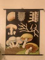 Schoolprent Jung koch quentell champignon, Antiek en Kunst, Natuur en Biologie, Ophalen