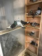 Pigeons qui volent haut, Animaux & Accessoires, Oiseaux | Pigeons