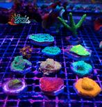 Setjes koralen, Autres types, Poisson de mer