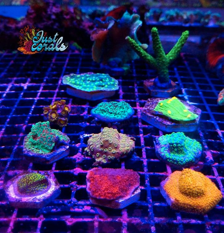 Setjes koralen, Dieren en Toebehoren, Vissen | Aquariumvissen, Zoutwatervis, Overige typen