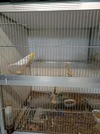 Kanaries, Dieren en Toebehoren