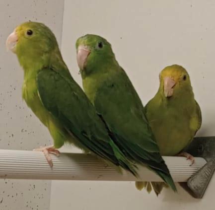 Oogring- en groenstuitdwergpapegaaien, Animaux & Accessoires, Oiseaux | Perruches & Perroquets