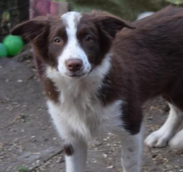 Border collie pups, chocolate-white, nog 1 teefje, 4 maand beschikbaar voor biedingen