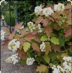 Hortensia s, Ophalen of Verzenden