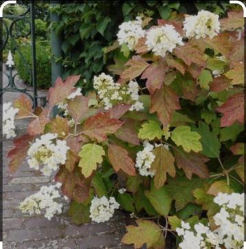 Hortensia s  beschikbaar voor biedingen
