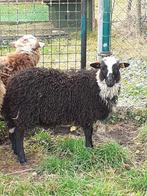 Skudde schapen, ooitjes., Dieren en Toebehoren, Schapen, Geiten en Varkens